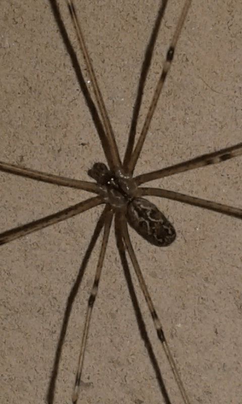 Holocnemus pluchei (Pholcidae)? S - prov. PD
